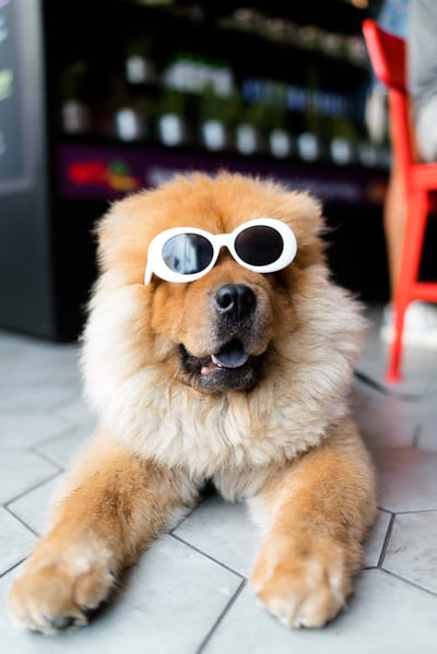 photo d'un chien avec des lunettes